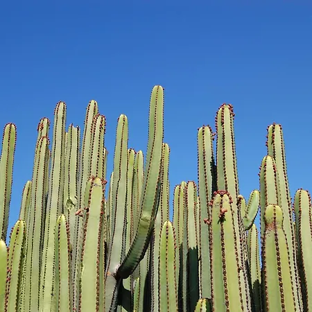 Dragos 6 By Villagrancanaria